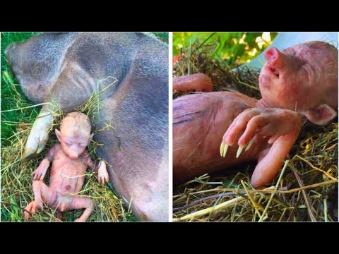 Farmer&#039;s Pig Gives Birth To Human Baby, He Takes A Closer Look And Starts Crying